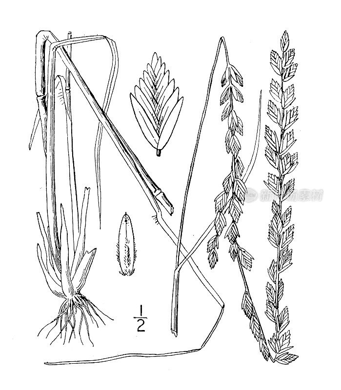 古植物学植物插图:长穗形，长穗形