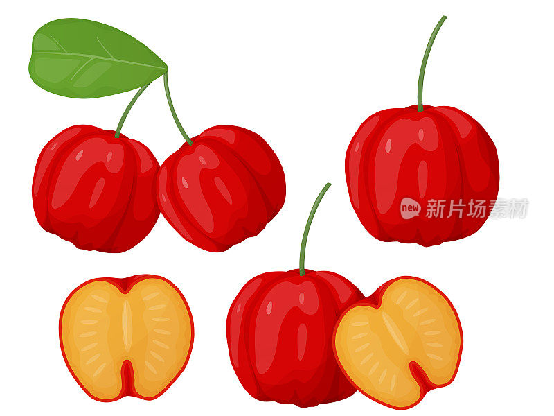 红针叶浆果套装。巴巴多斯樱桃。异域水果的插图。