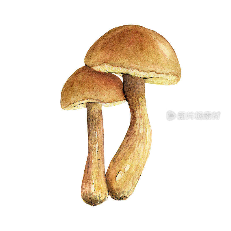 桦树蘑菇用水彩画在白色背景上
