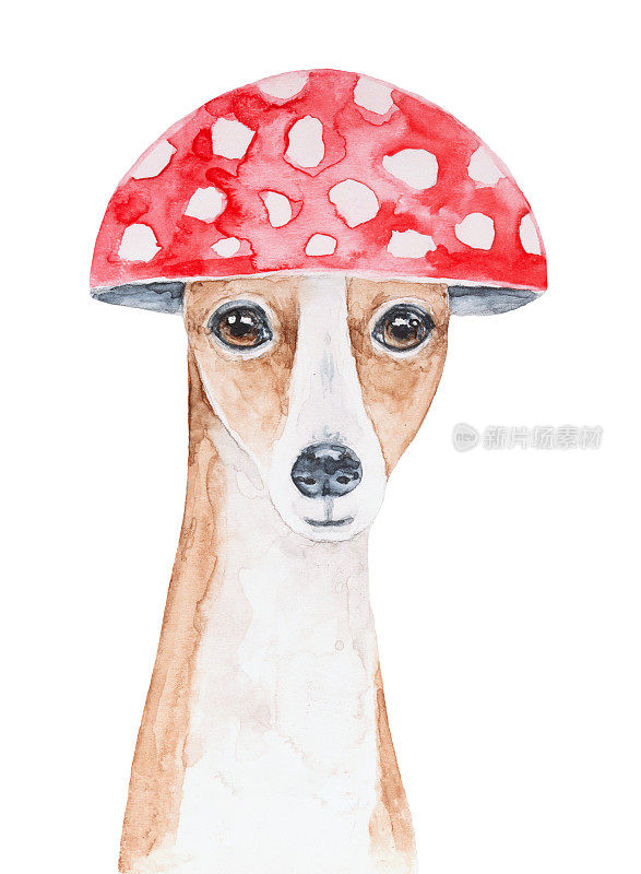 水彩画的小惠比特狗戴着有趣的苍蝇木耳蘑菇帽子。象征吉祥，长寿，永恒，秋色缤纷，秋色缤纷。