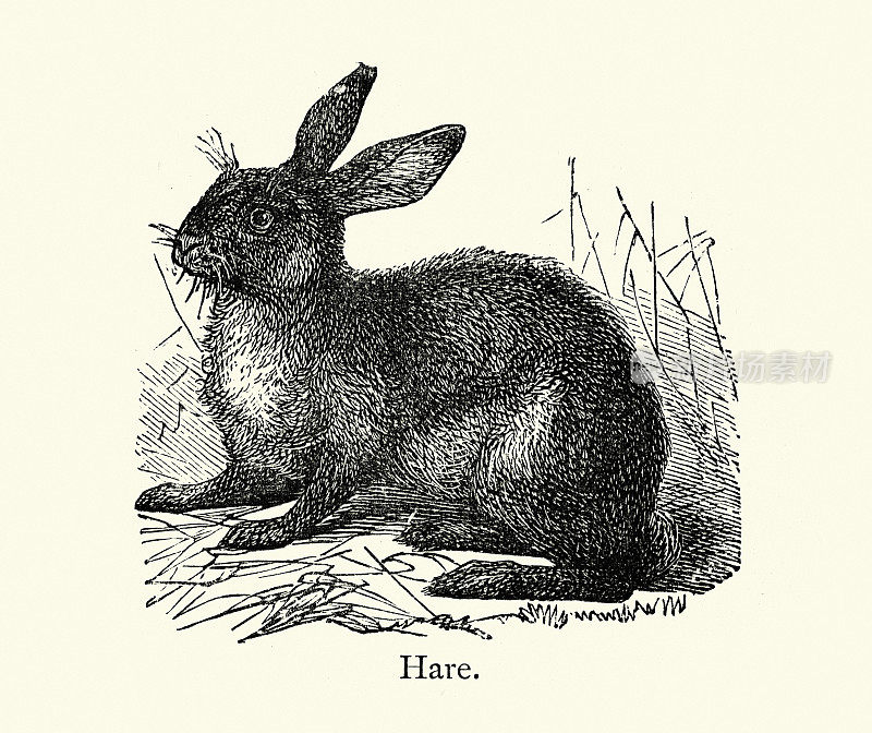 一只野兔的复古插图，野生动物艺术