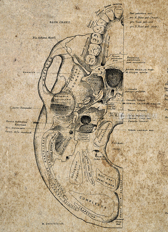 人类头骨的横截面，颅基，古典生物医学插图，维多利亚解剖图，19世纪