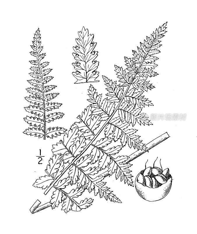 古植物学植物插图:马尾草，草香味蕨类植物