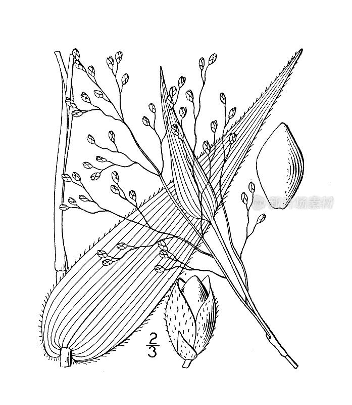 古植物学植物插图:大圆锥花序，大果圆锥花序