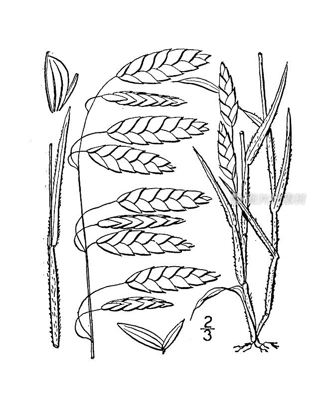 古植物学植物插图:金雀花、金雀花