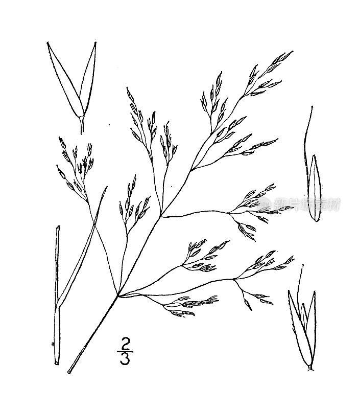 古植物学植物插图:红草、红弯草