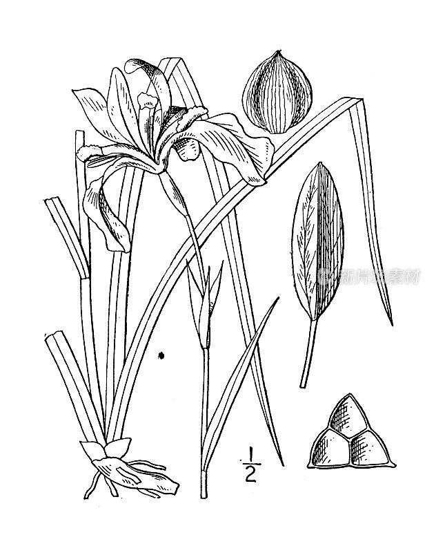 古植物学植物插图:鸢尾、细长蓝旗