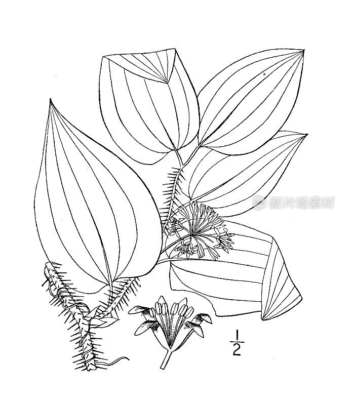 古植物学植物插图:菝葜，绿刺荆