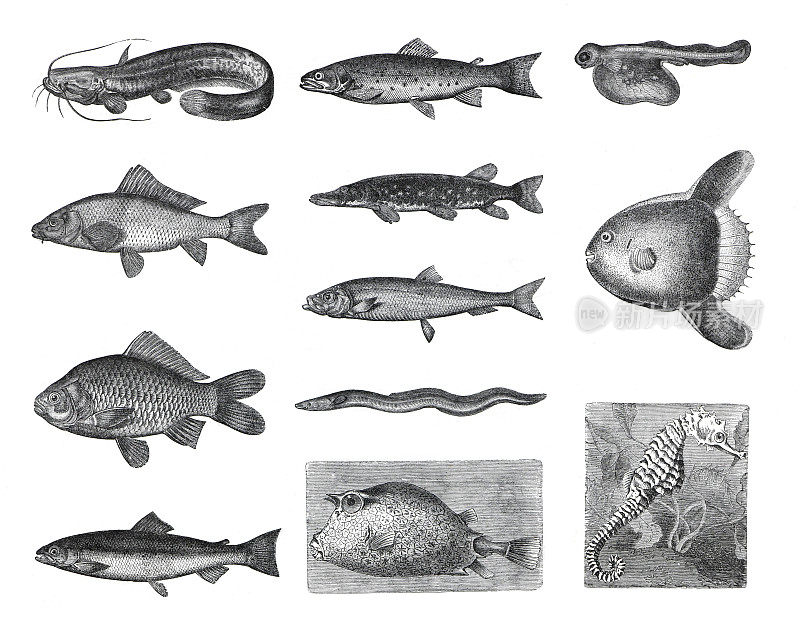 大鱼集合，如萨拉蒙，法里奥，埃索克斯卢修斯，哈伦格斯，河鳗，鲤鱼，carassius，翻车鱼。从古老的古董手绘插图。