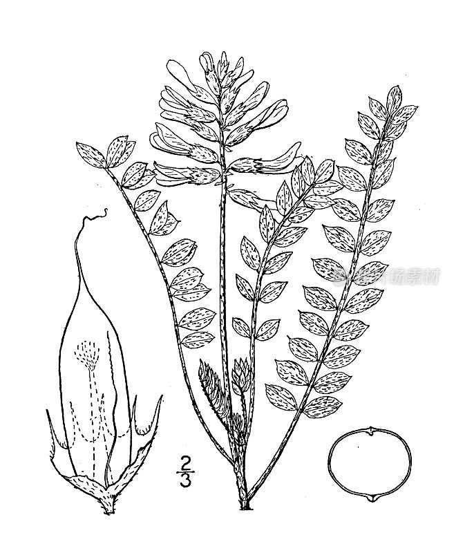 古植物学植物插图:密苏里黄芪，密苏里野豌豆