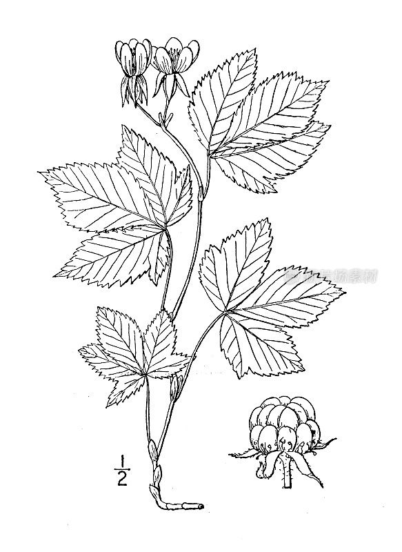 古植物学植物插图:美洲树莓，矮树莓