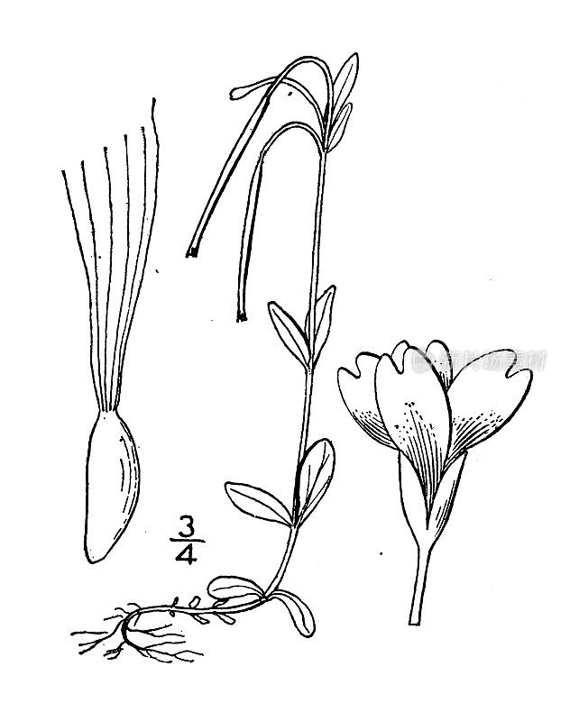 古植物学植物插图:青铜器、柳叶