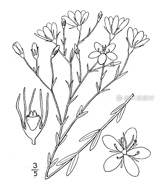 古董植物植物插图：安息日埃利奥蒂，艾略特的安息日