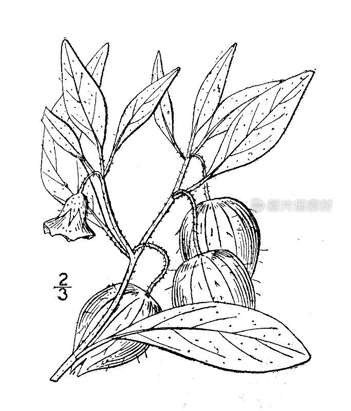 古植物学植物插图:酸浆，大草原樱桃