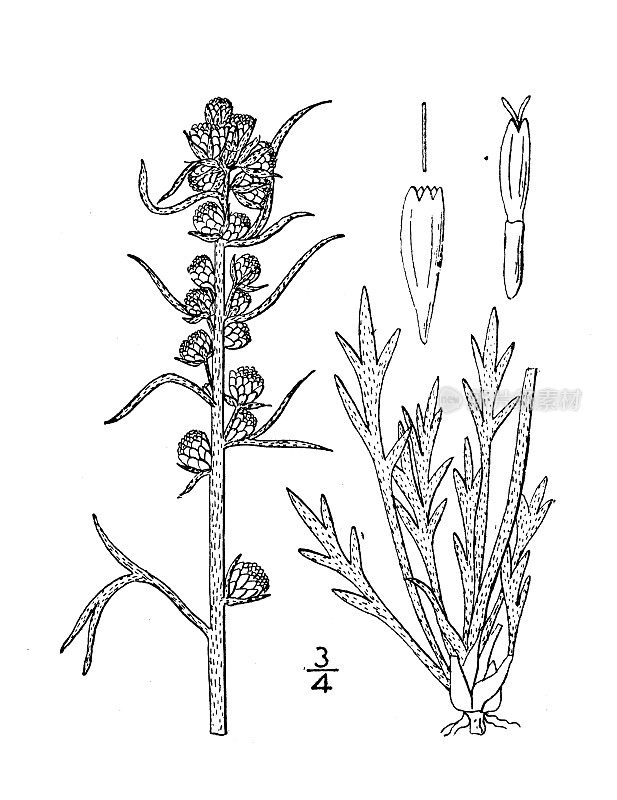 古植物学植物插图:北方蒿、北方艾草