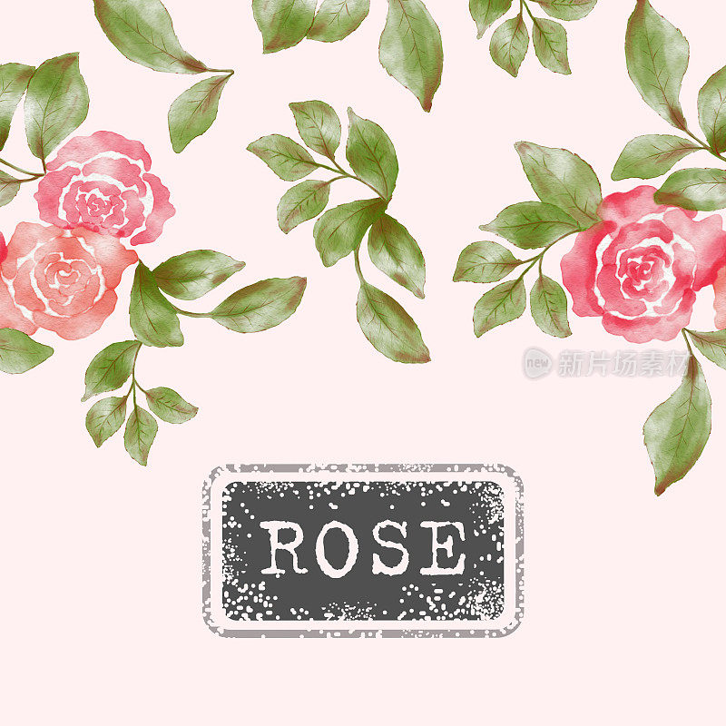 精致的水彩玫瑰卡，无缝背景，邀请。夏天花背景文字，问候。粉红色的背景。