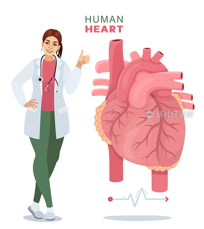 女医生与人类的心脏。心脏病专家检查人类心脏。