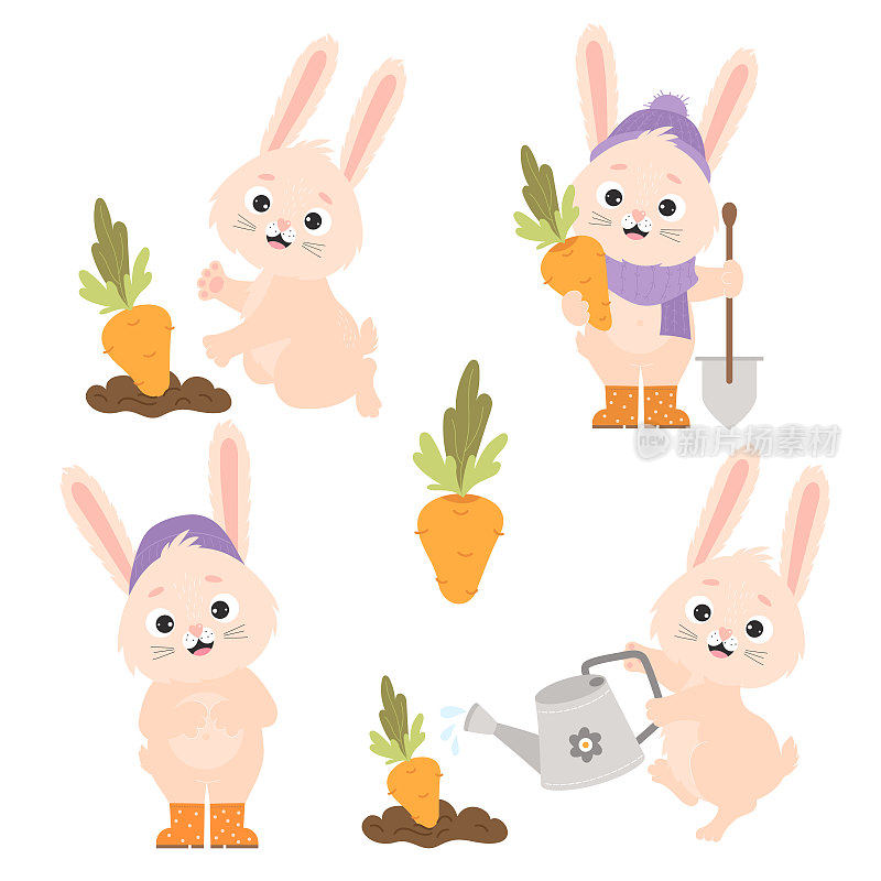 收集卡通搞笑兔子和胡萝卜。可爱的兔子农民在花园的床上用喷壶给胡萝卜浇水，收获和站在铲子。为明信片，设计和装饰的矢量插图。
