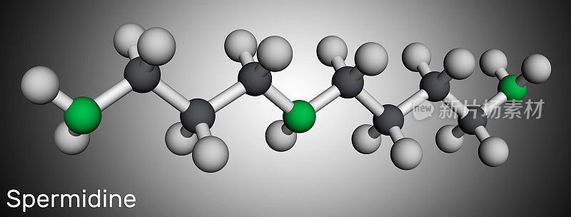 亚精胺分子。它是三胺，由腐胺形成的多胺。分子模型。三维渲染