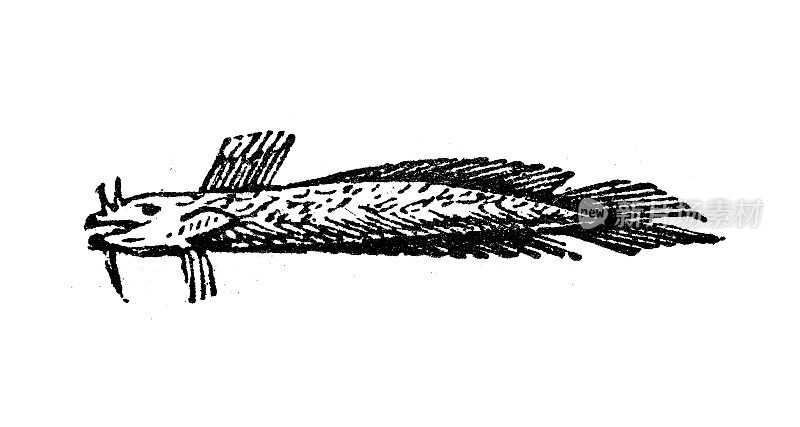 仿古雕刻插图:安康鱼、琵琶鱼