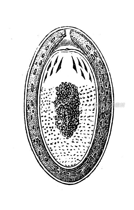 古代生物动物学图像:长棘喙鱼