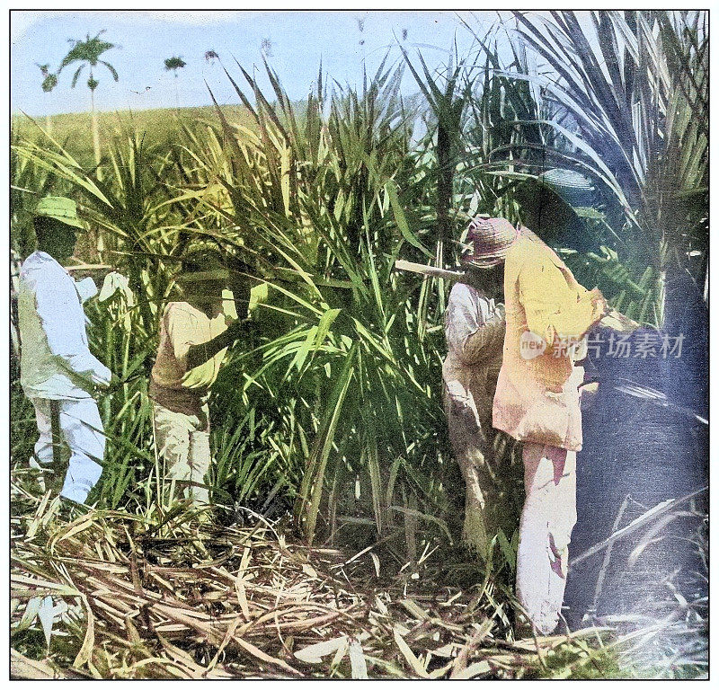 古色古香的黑白照片:波多黎各的甘蔗切割机