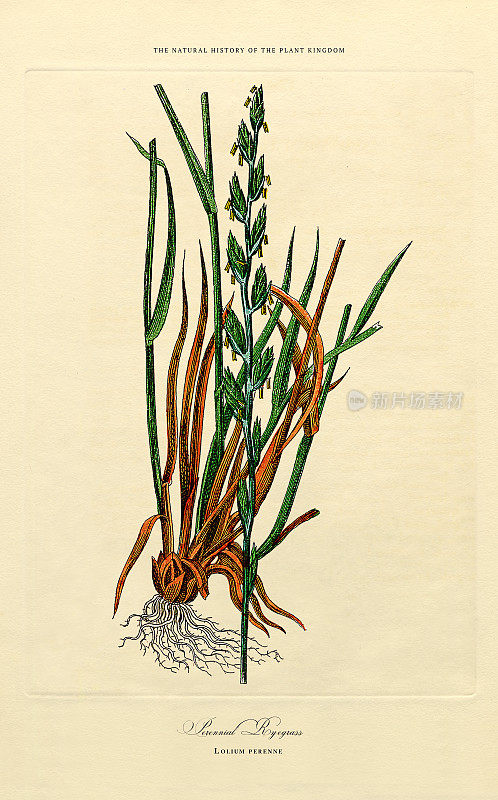 草，植物王国，维多利亚植物插图，大约1853年