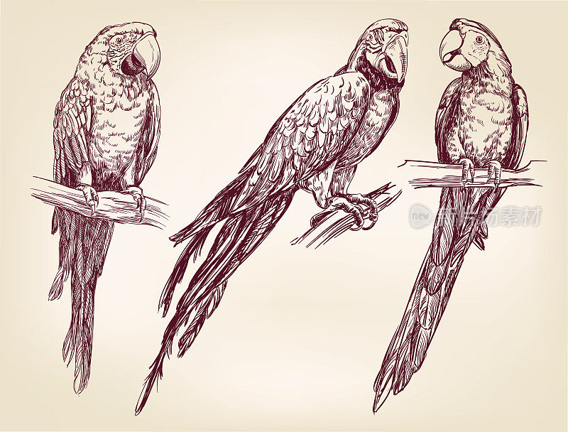 鹦鹉集孤立手绘矢量插图现实素描