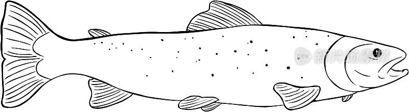 矢量线艺术海鳟鱼