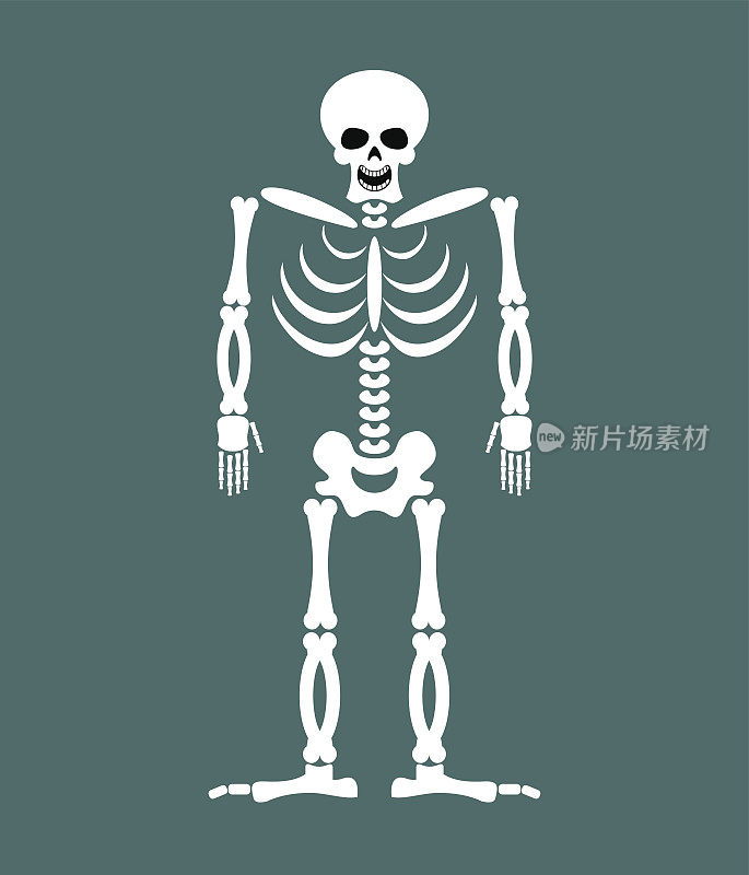 白色背景上的骨架。头骨和骨头。死去的孤立