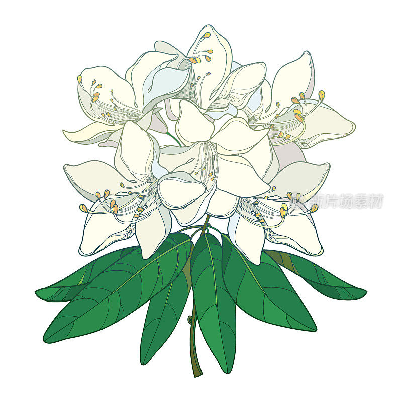 带轮廓的矢状枝杜鹃花或高山玫瑰花在粉白色和叶孤立在白色背景上。
