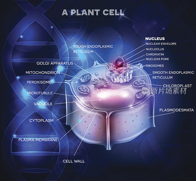 植物细胞结构与DNA链