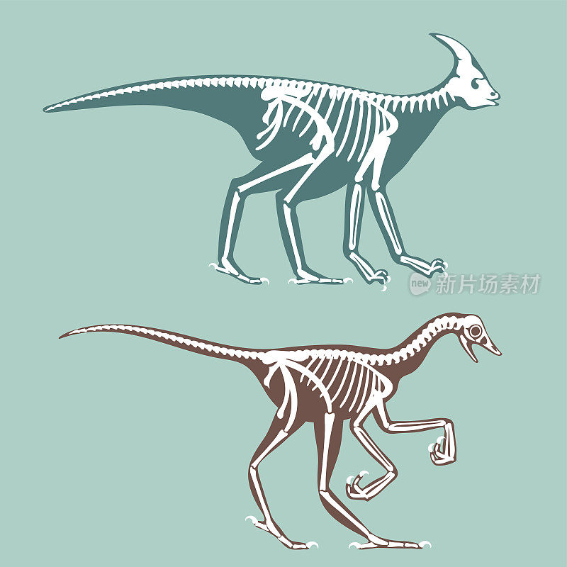 恐龙骨骼剪影设置化石骨霸王龙史前动物恐龙骨矢量平面插图