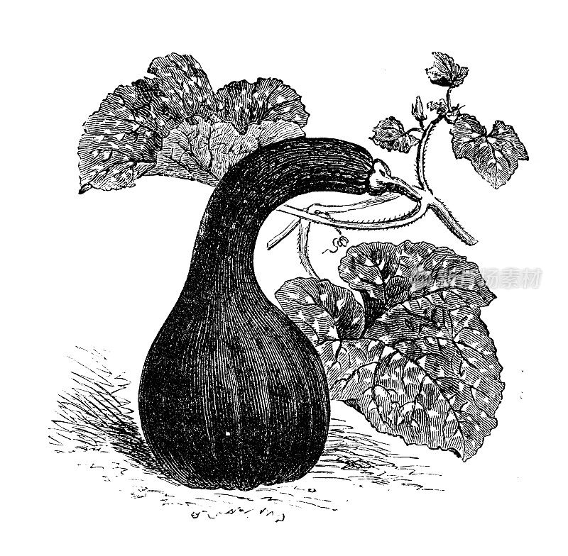 植物学蔬菜植物仿古雕刻插图:加拿大弯颈南瓜