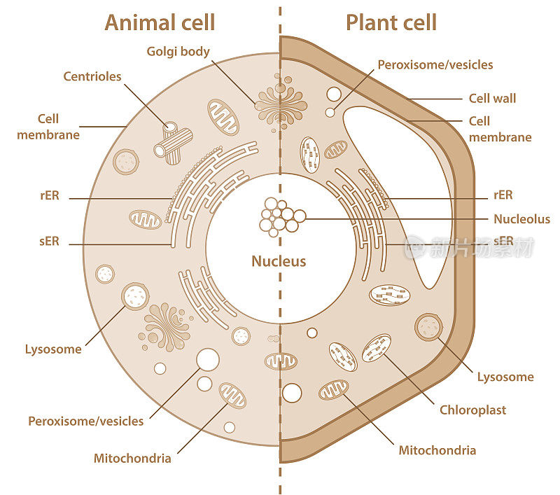 比较植物和动物细胞显示不同的细胞器。科教用高分辨率单元画。