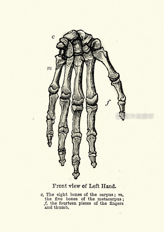 老式的手部骨骼解剖图