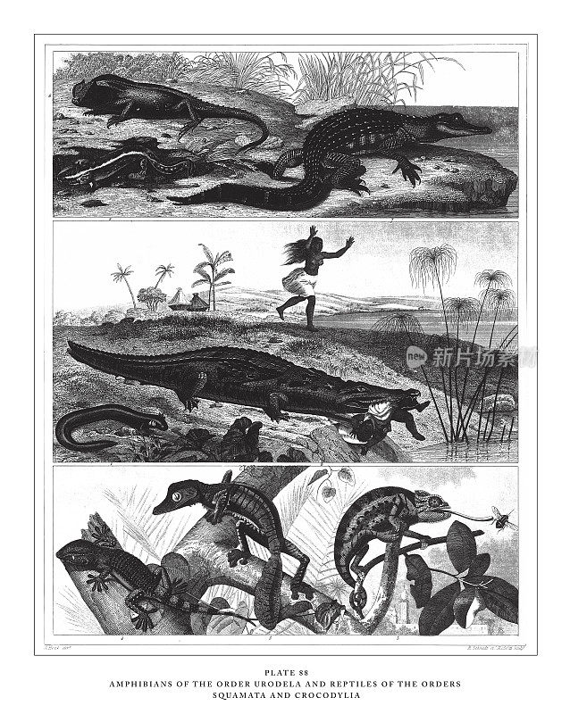 尾蛇目两栖动物和有鳞目爬行动物和古鳄鱼雕刻插图，出版于1851年