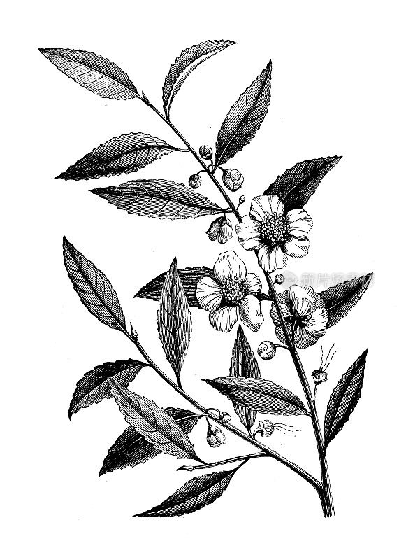 古植物学插图:茶树