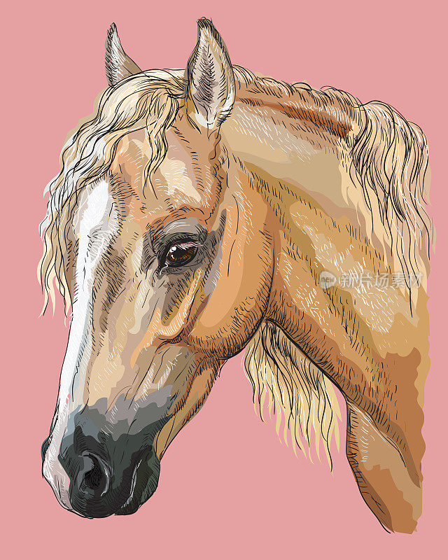 丰富多彩的马portrait-8
