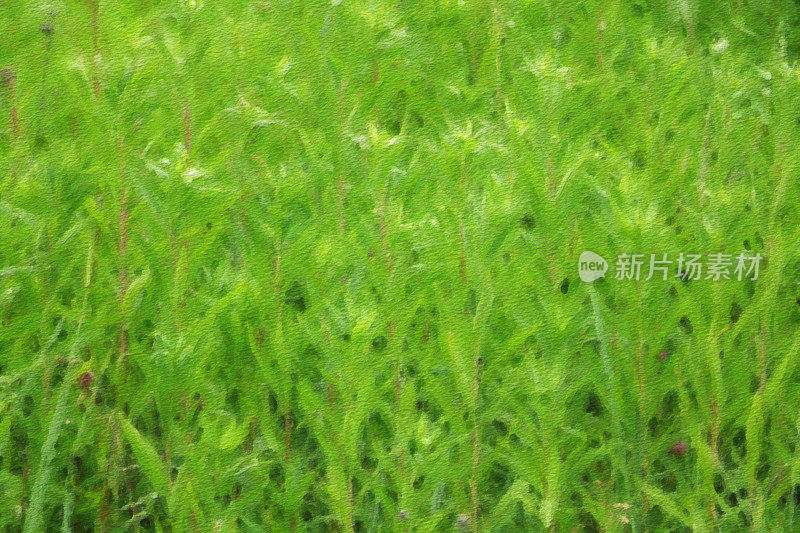田野植物的抽象艺术插图-绿色的画布。