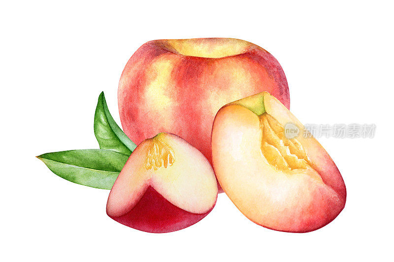 水彩插图的桃子水果与树叶