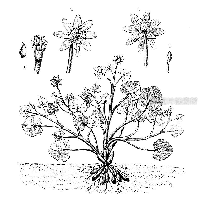 古代植物学插图:榕属(原毛茛属)、小白屈菜、堆叶草