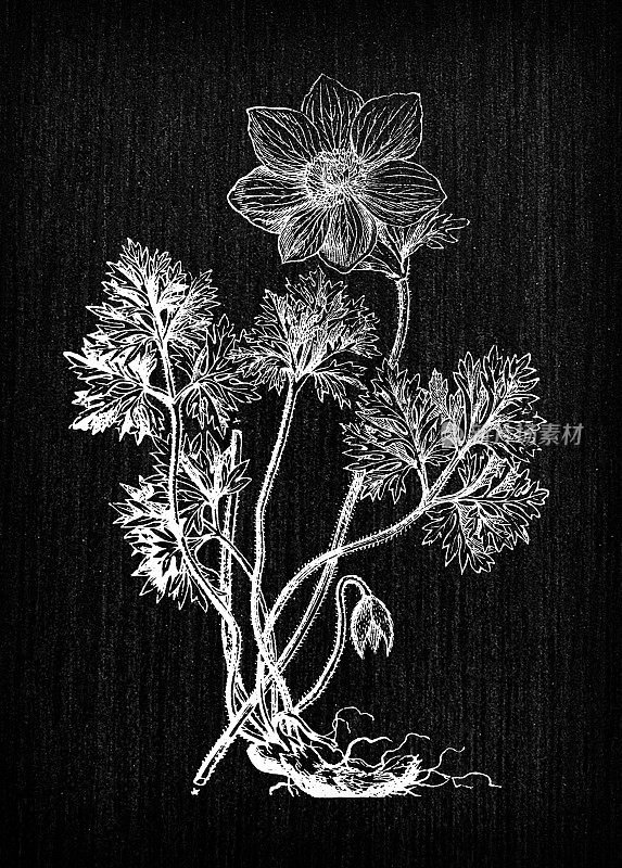 植物学植物古董雕刻插画:银莲花(罂粟银莲花、西班牙万寿菊)