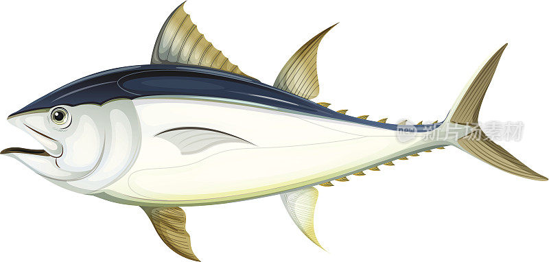 大西洋蓝鳍金枪鱼