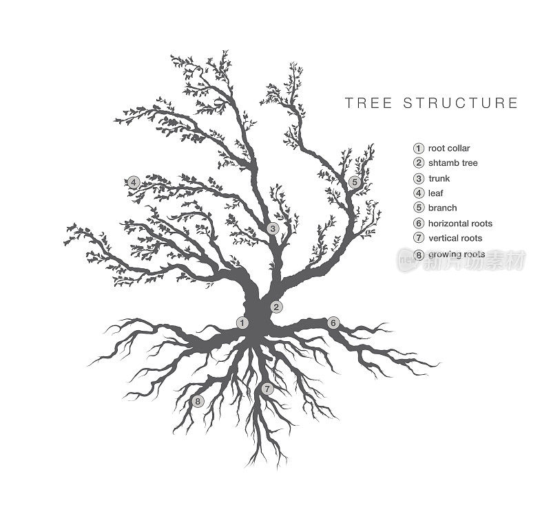 对树的一般结构进行描述