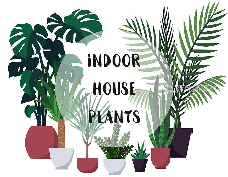 矢量插图与室内室内植物。海报，封面，模板设计与各种观赏室内植物盆栽与文字空间