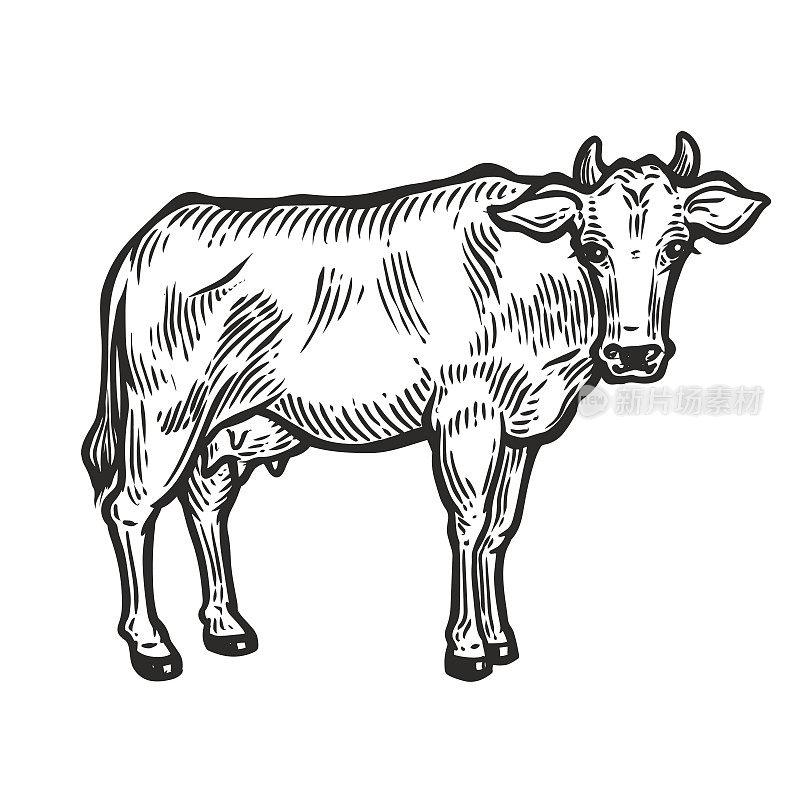 牛的动物。用图形风格手绘的草图。复古矢量雕刻插图海报，网页。在白色背景上隔离