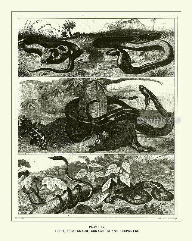 雕刻古玩，爬行动物亚目蜥蜴和蛇雕刻古玩插图，1851年出版