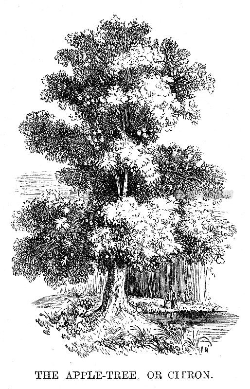苹果树雕刻1869年
