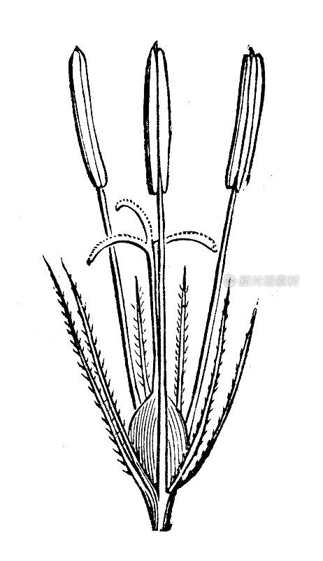 古植物学插图:湖蒲草、湖岸芦苇、灯心草